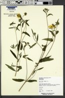 Heliomeris multiflora image