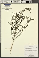 Heliomeris multiflora var. nevadensis image