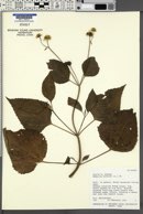 Wedelia biflora image