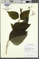 Wollastonia biflora image