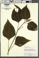 Wollastonia biflora image