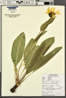 Wyethia amplexicaulis image