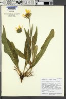 Wyethia angustifolia image