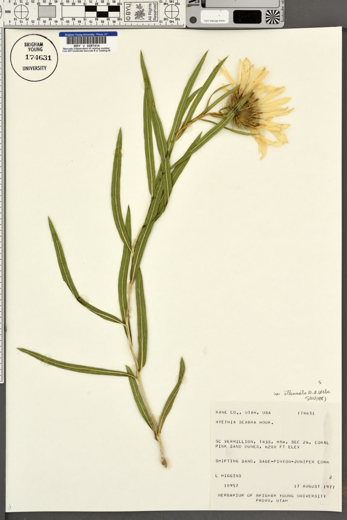Scabrethia scabra subsp. attenuata image