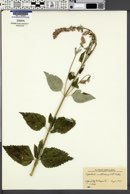 Agastache anethiodora image