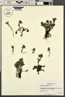 Clinopodium alpinum image