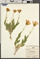 Xylorhiza tortifolia var. imberbis image