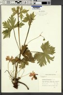Geranium richardsonii image