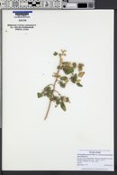 Chenopodium quinoa var. melanospermum image