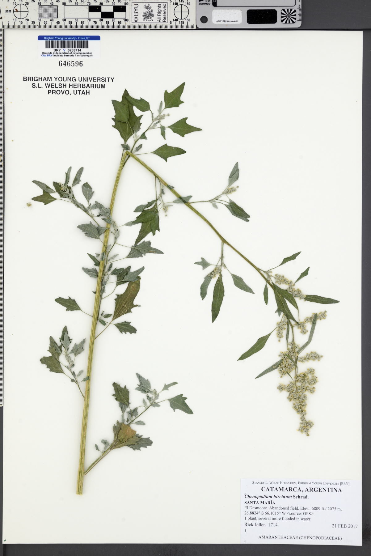 Chenopodium hircinum image