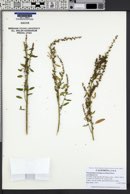Image of Chenopodium brandegeeae