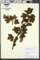Ribes malvaceum var. malvaceum image