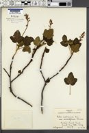 Ribes malvaceum var. viridifolium image