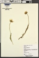 Xylorhiza venusta image