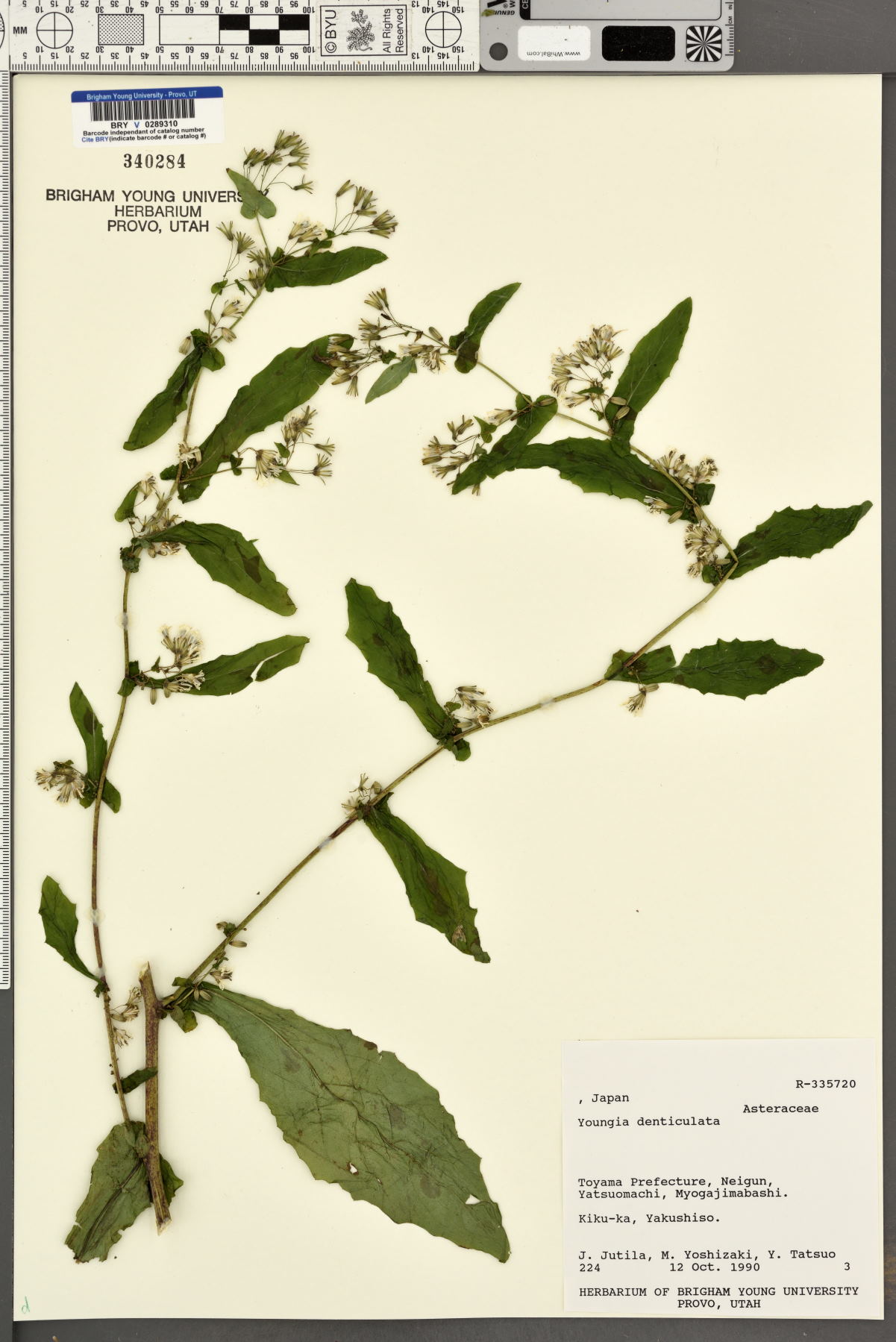 Crepidiastrum denticulatum subsp. denticulatum image