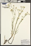 Eremogone macradenia var. ferrisiae image