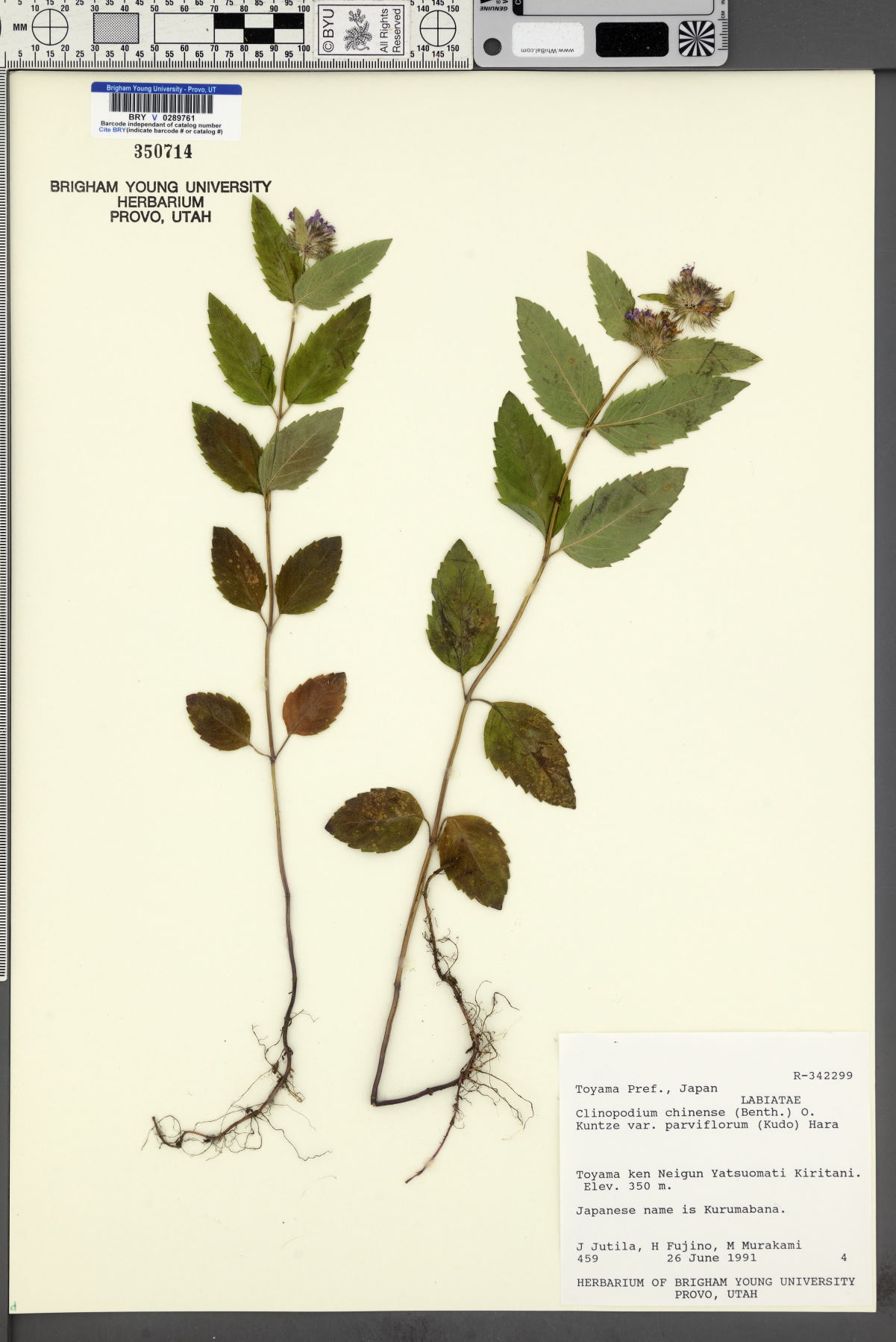 Clinopodium chinense image