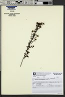 Cunila microcephala image
