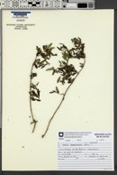 Image of Cunila angustifolia