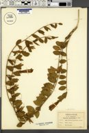Breweriopsis elegans image
