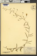 Breweria angustifolia image