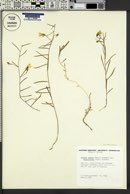 Bonamia patens var. angustifolia image