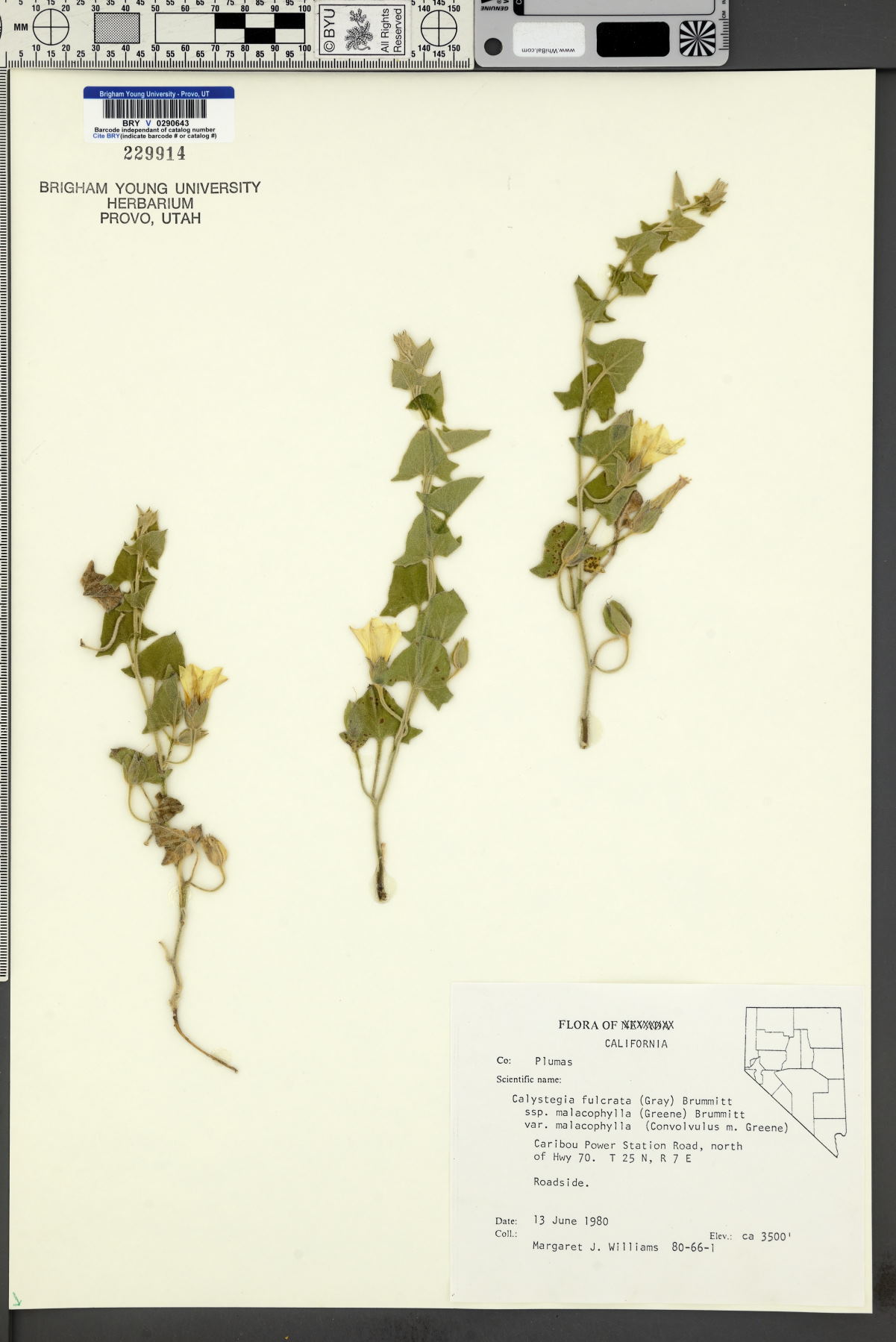 Calystegia fulcrata subsp. malacophylla image