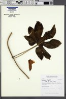 Ipomoea cheirophylla image