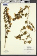 Ipomoea sidifolia image