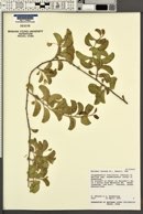 Jacquemontia ovalifolia subsp. sandwicensis image