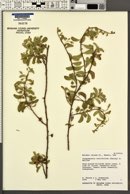 Jacquemontia ovalifolia image