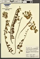 Jacquemontia ovalifolia image