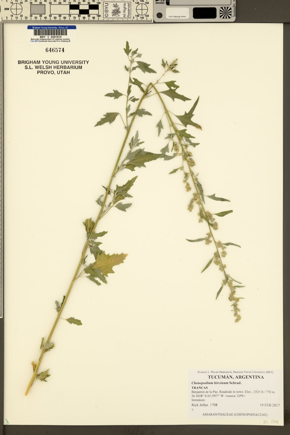 Chenopodium hircinum image