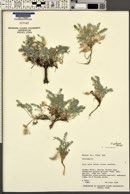 Astragalus piutensis image