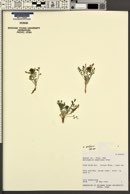 Astragalus piutensis image