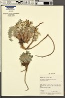 Astragalus newberryi var. newberryi image