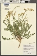 Astragalus eremiticus var. eremiticus image