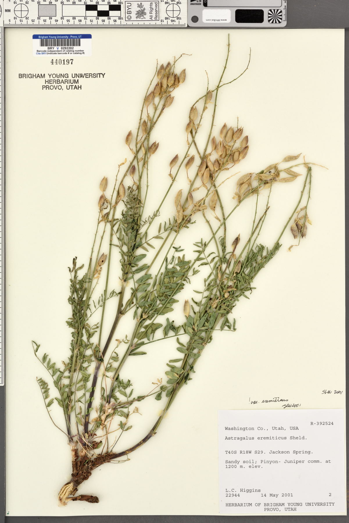 Astragalus eremiticus var. eremiticus image