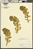 Euphorbia myrsinites image