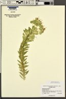 Euphorbia rigida image