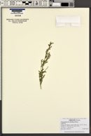 Chenopodium howellii image