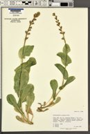 Streptanthus cordatus image