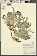 Astragalus utahensis image