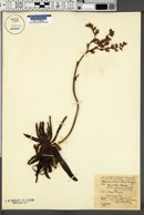 Dudleya virens subsp. virens image