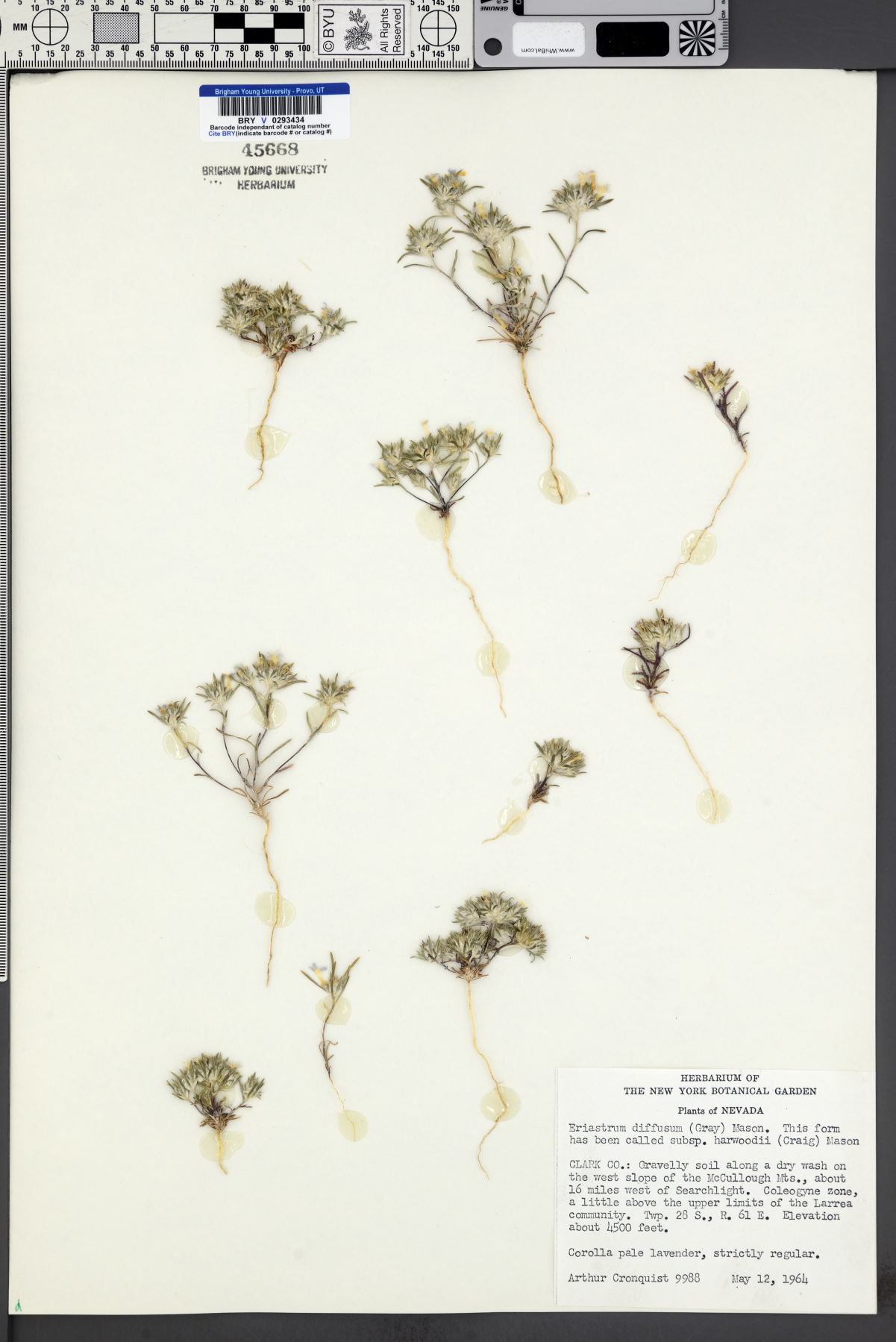 Eriastrum diffusum subsp. harwoodii image