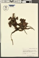Sedum roseum var. integrifolium image