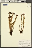 Sedum roseum var. integrifolium image