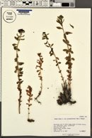Sedum rosea var. integrifolium image