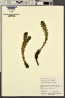 Sedum rosea var. integrifolium image