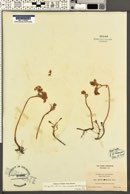 Sedum spathulifolium subsp. anomalum image
